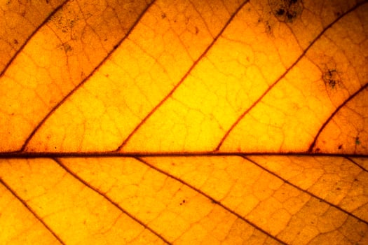 Dry leaf pattern photo