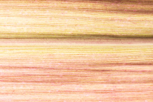 Light natural background photo