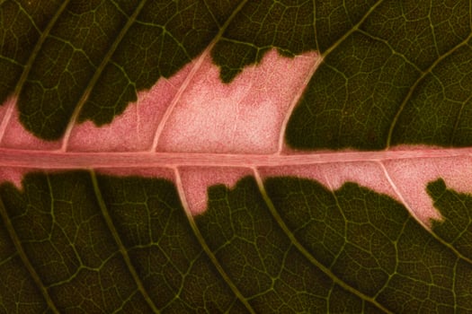 Leaf pattern background photo