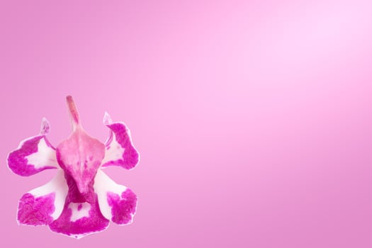 Orchid flower on pink background photo