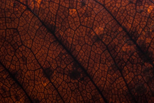 Dark leaf background photo