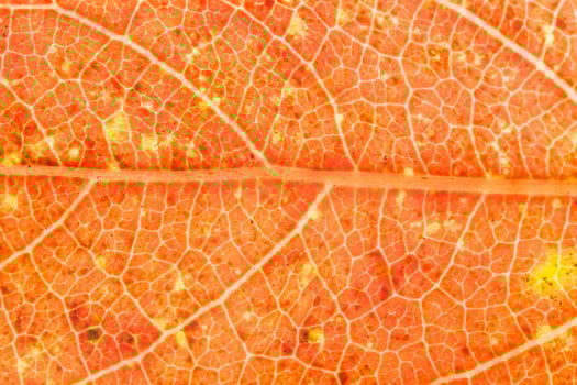 Leaf background, orange photo
