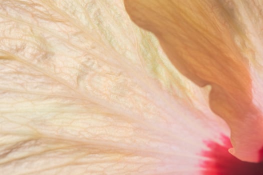 Orange flower petals photo