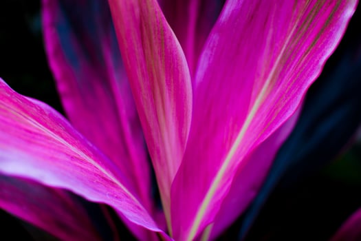 Cordyline fruticosa close up, nature detail. photo