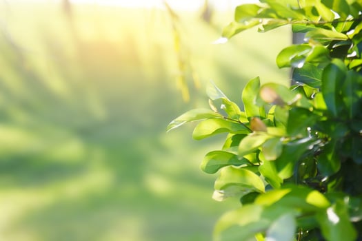 Green leaves in golden light photo