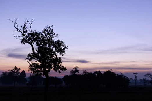 Silhouettes of trees at dusk photo