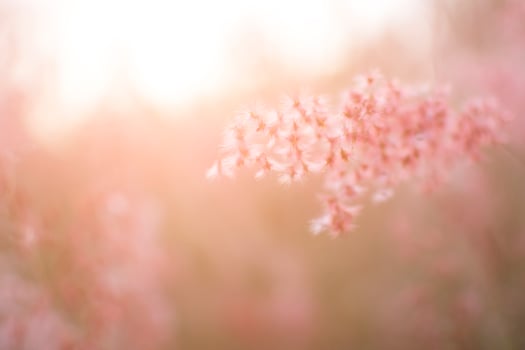 Close-up of grass photo