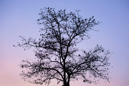 Silhouette of a tree at sunset photo