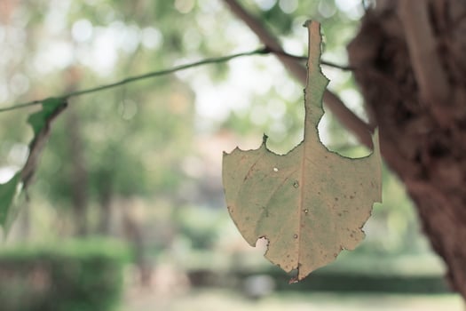 Leaf on a clothes line photo