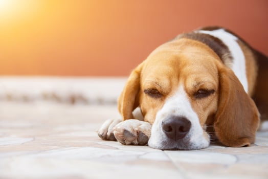 Beagle puppy lying down photo