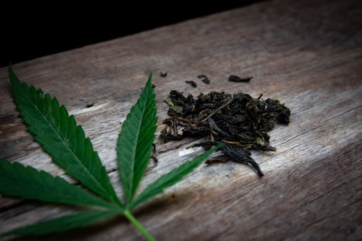 Green marijuana leaves and dried marijuana leaves photo