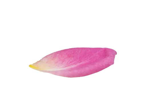 Pink rose petal on a white background photo