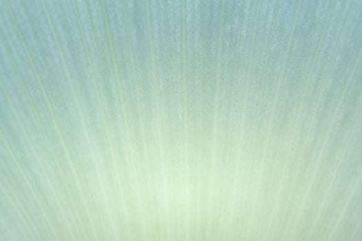 Blue petal macro photo