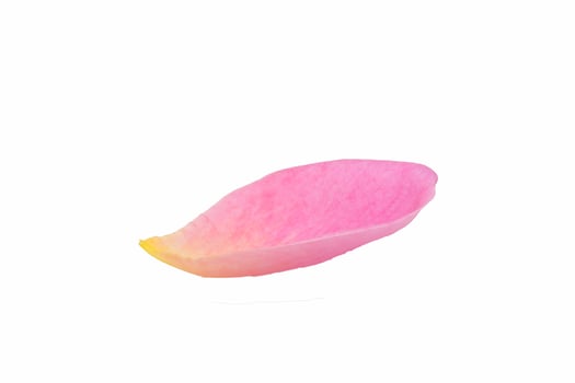Pink rose petal on a white background photo