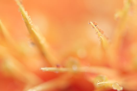 Background with water drops on orange flower petals photo