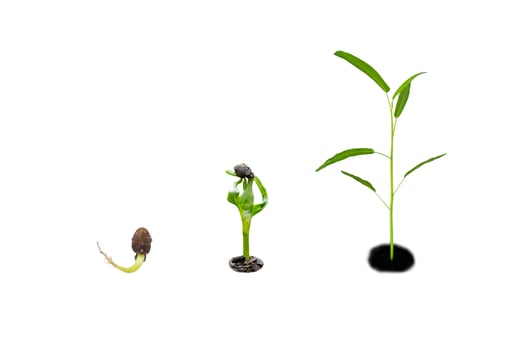 Growing morning glory photo