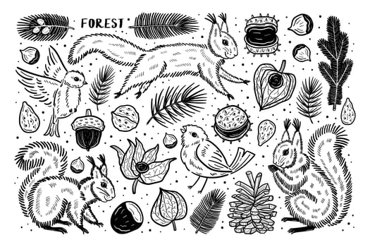Forest set of elements clip art. Animals nature plants. Squirrel bird pine nut chestnut branch seed physalis winter cherry. vector