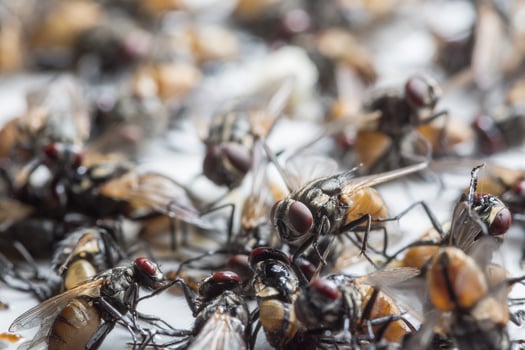 Dead flies trapped on a glue trap photo