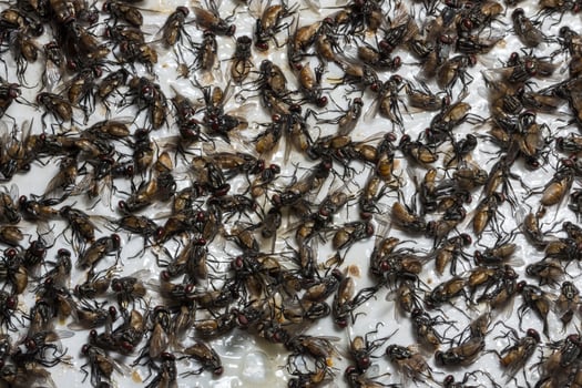 Dead flies trapped on a glue trap photo