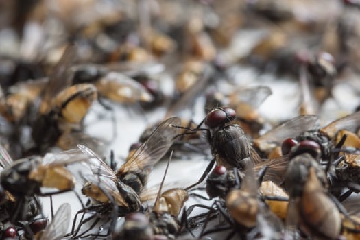 Dead flies trapped on a glue trap photo