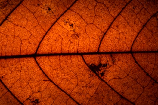 Leaf pattern background photo