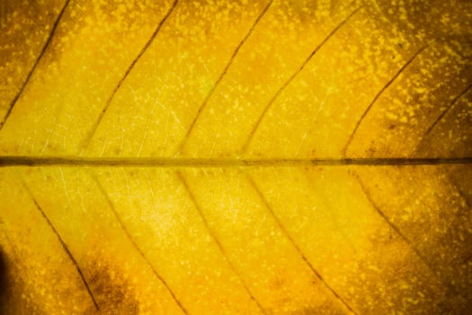 Leaf pattern background photo