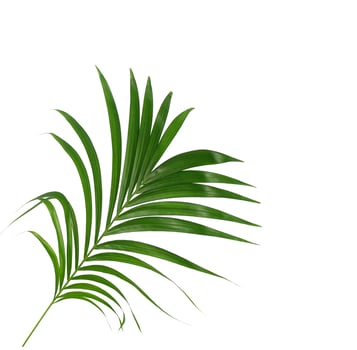 Green leaf on white background photo