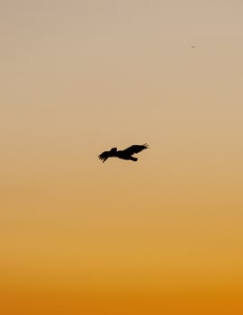 Silhouette of bird flying during sunset photo