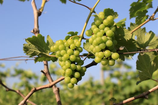 Green grapes outside photo