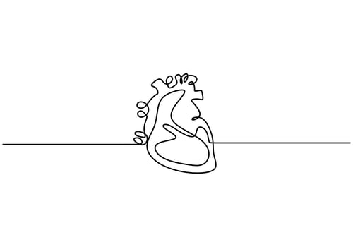 Single continuous line art anatomical human heart silhouette. vector