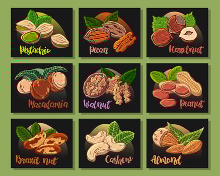 Vector colorful illustrations on the nutrition theme set of different kinds of nuts. Stickers for your design.