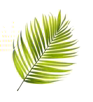 Single coconut tree leaf photo