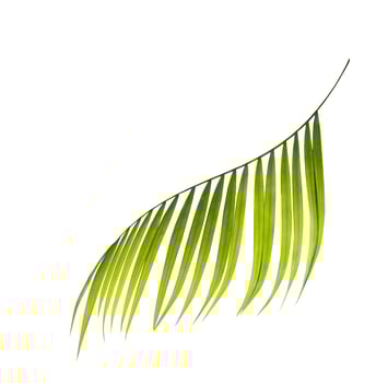 Side view of a bright green leaf photo