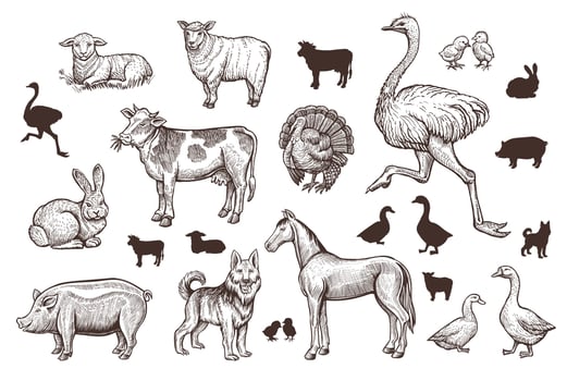 Farm Animals Vintage Set with Thin Line Sketch and Silhouettes. vector