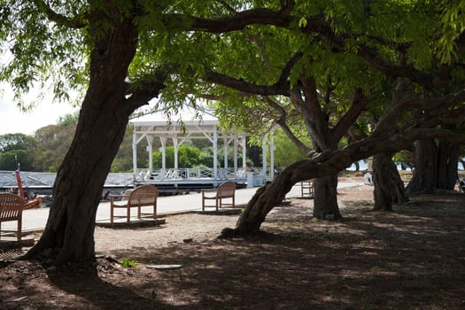 Benches in the park photo