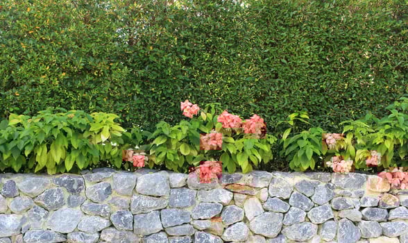 Flowers in garden photo