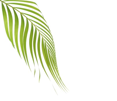 Palm leaf on white with copy space photo
