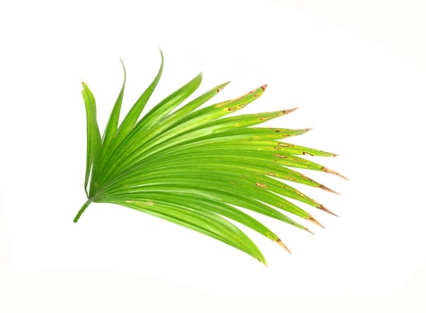 Bright green tropical branch photo