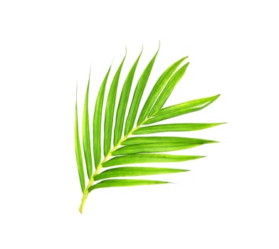 Curved bright green palm branch photo