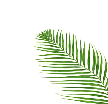 Tropical palm branch photo