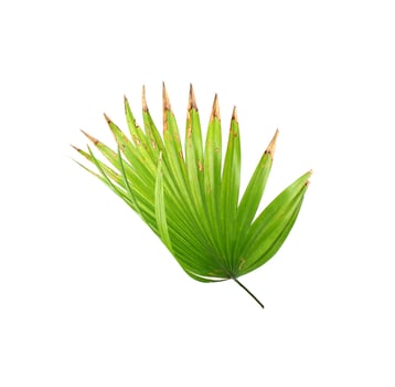 Bright green leaf with brown tips photo