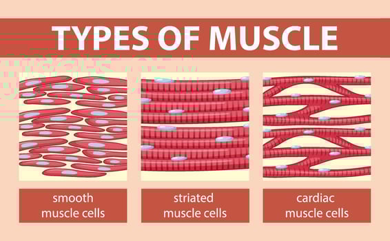 Types of muscle cell diagram vector