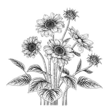 Sunflower Botanical drawings vector