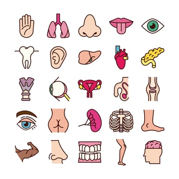 Educational body parts and organs icon set vector