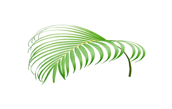 Vivid coconut leaf photo