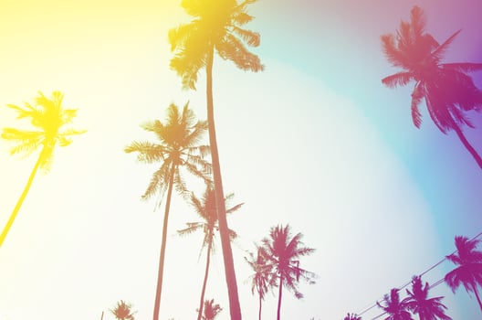 Coconut palm trees photo