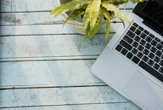 Laptops and house plant photo