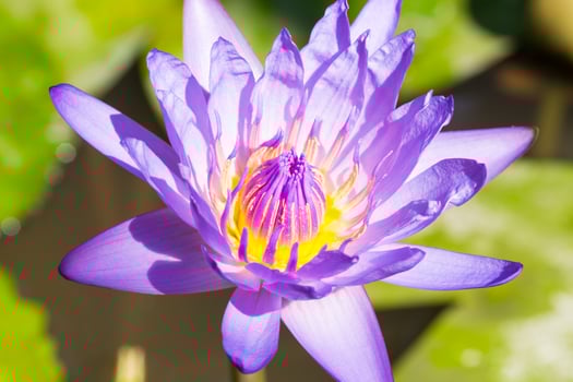 Blue lotus blooming photo