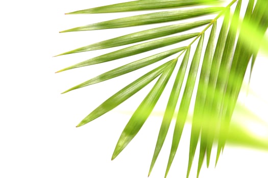 Vibrant bright green tropical leaves photo