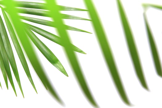 Blades of palm leaves photo